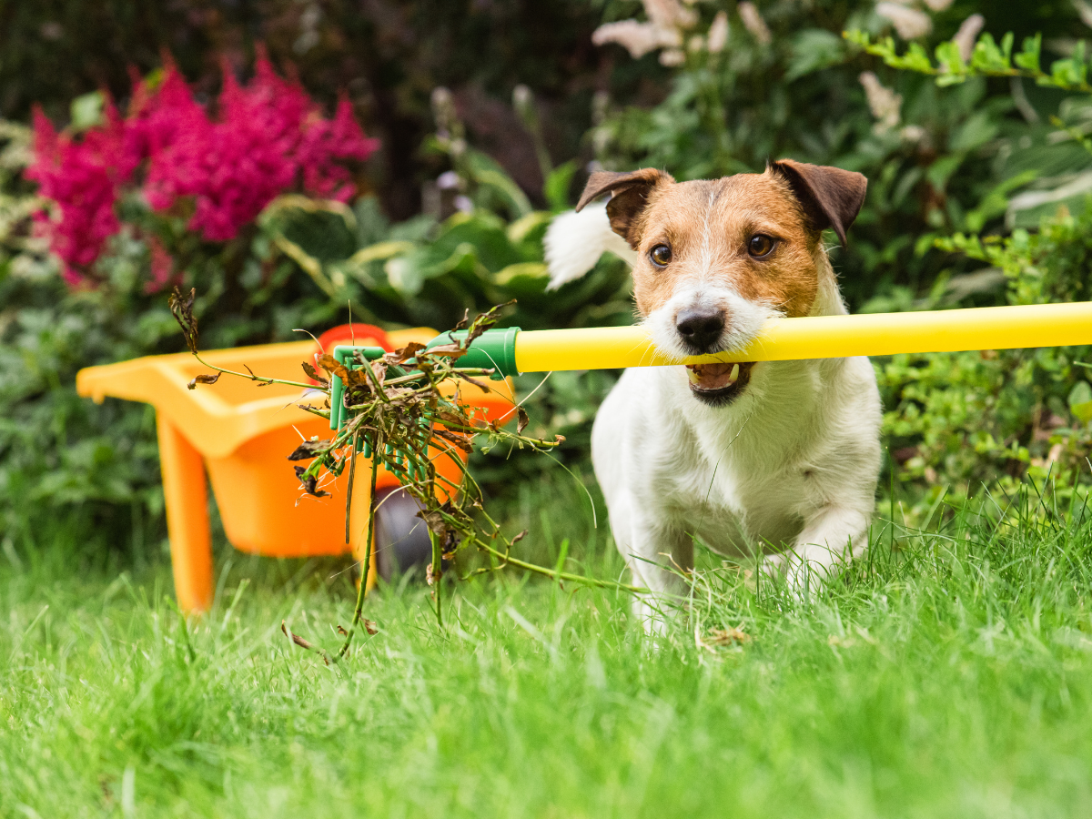 Dog with rake in its mouth in the garden during spring