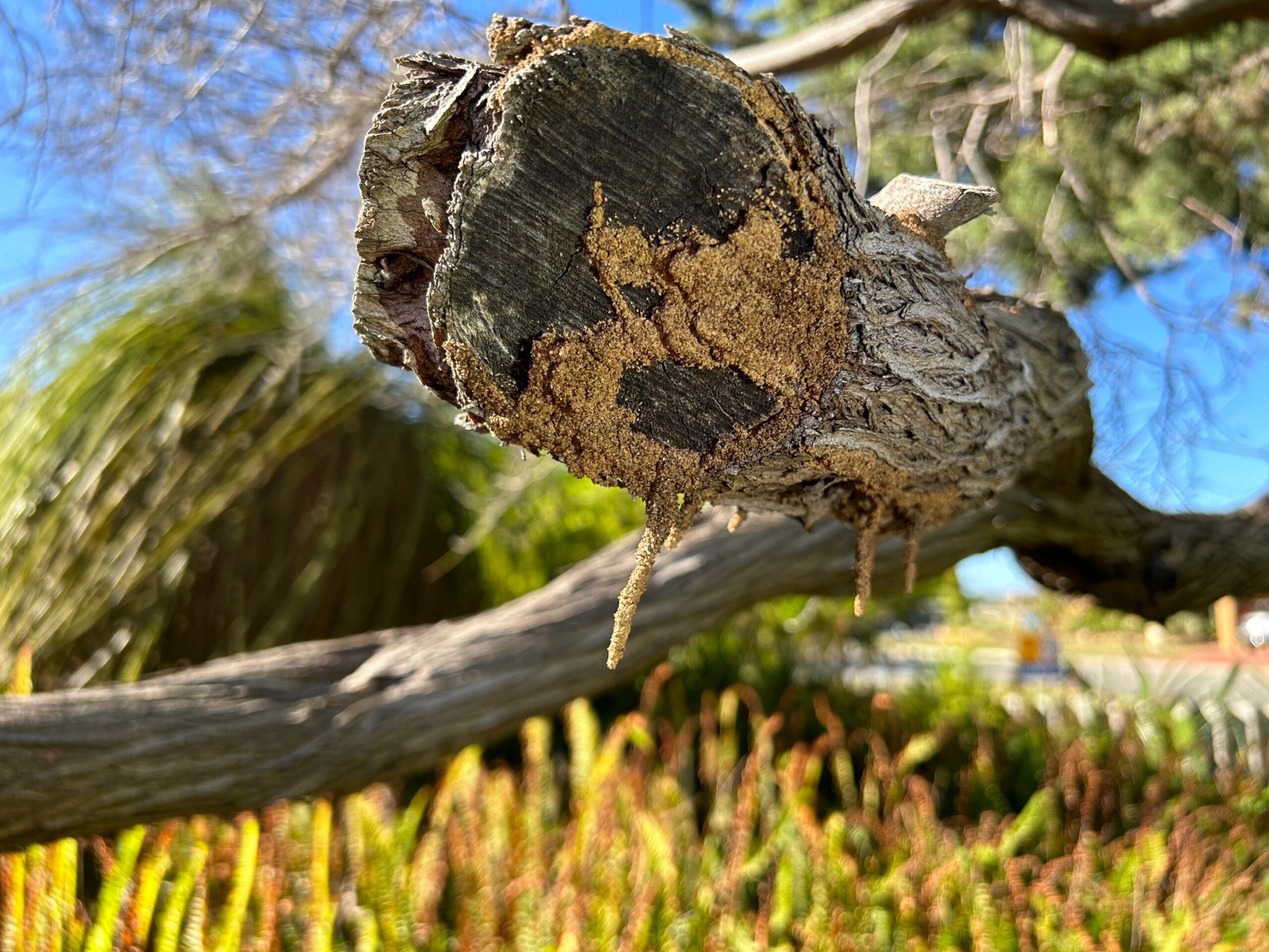 Tree branch in a garden with timber pest mudding visible