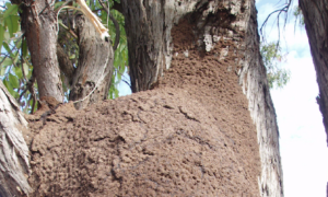 Appearance of termite nest