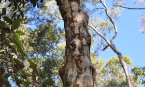 Termite mud tubes on tree