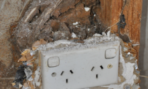 Termite mudding around plug socket