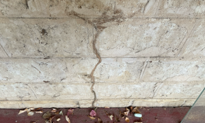 Termite mud lines on wall