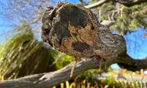 Termite mudding found on branch