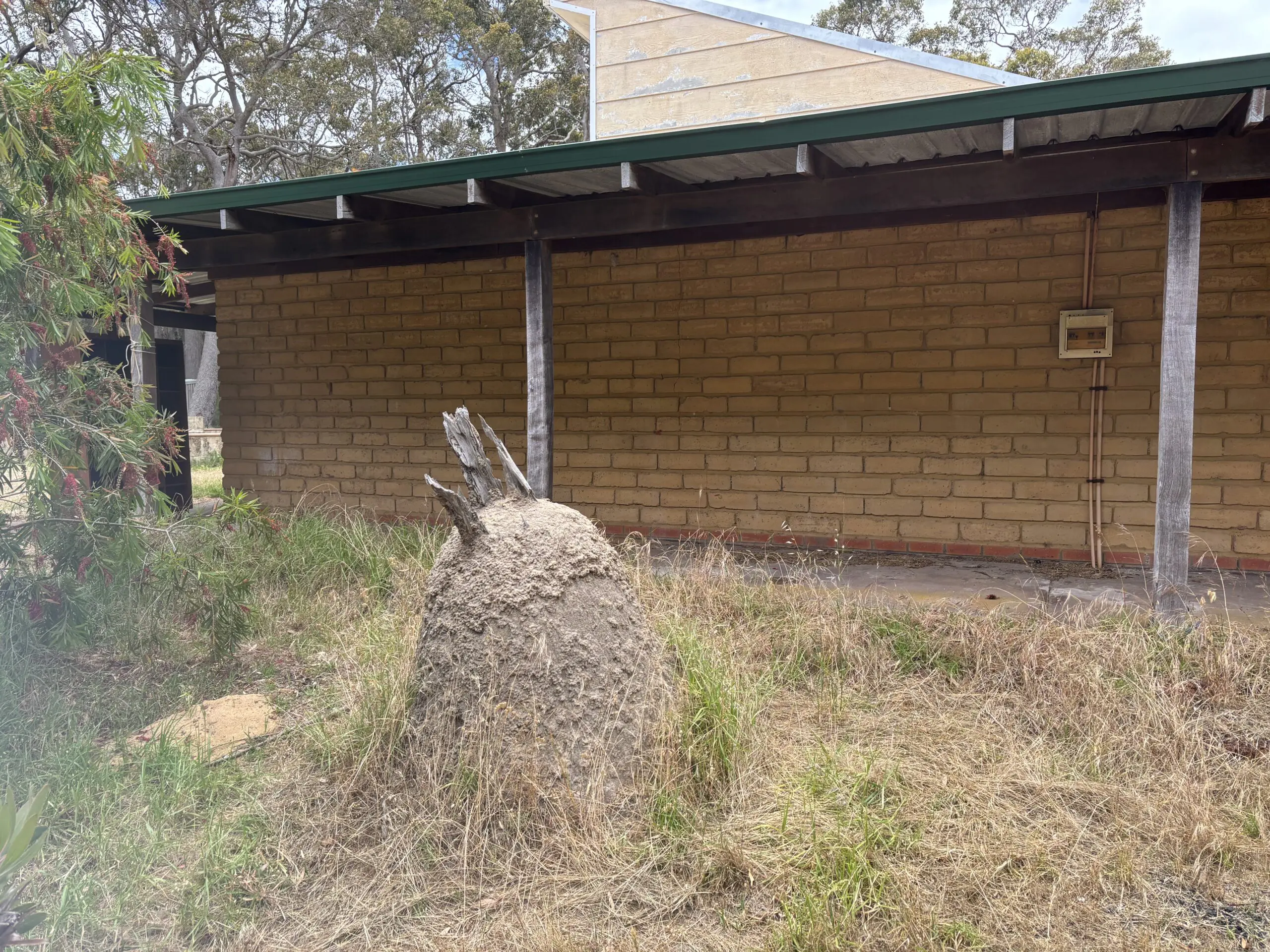 Large termite mound located near exterior wall of a brick house, indicating potential risk for timber pest activity
